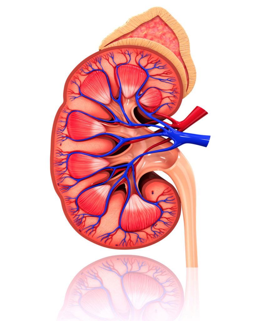 Acute Kidney Failure In Covid-19 Patients 